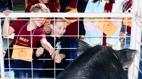Kings Christian students pet a 500-pound pig during Farm Day at the Kings County Fairgrounds.